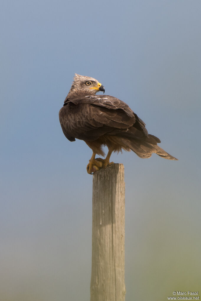 Black Kite