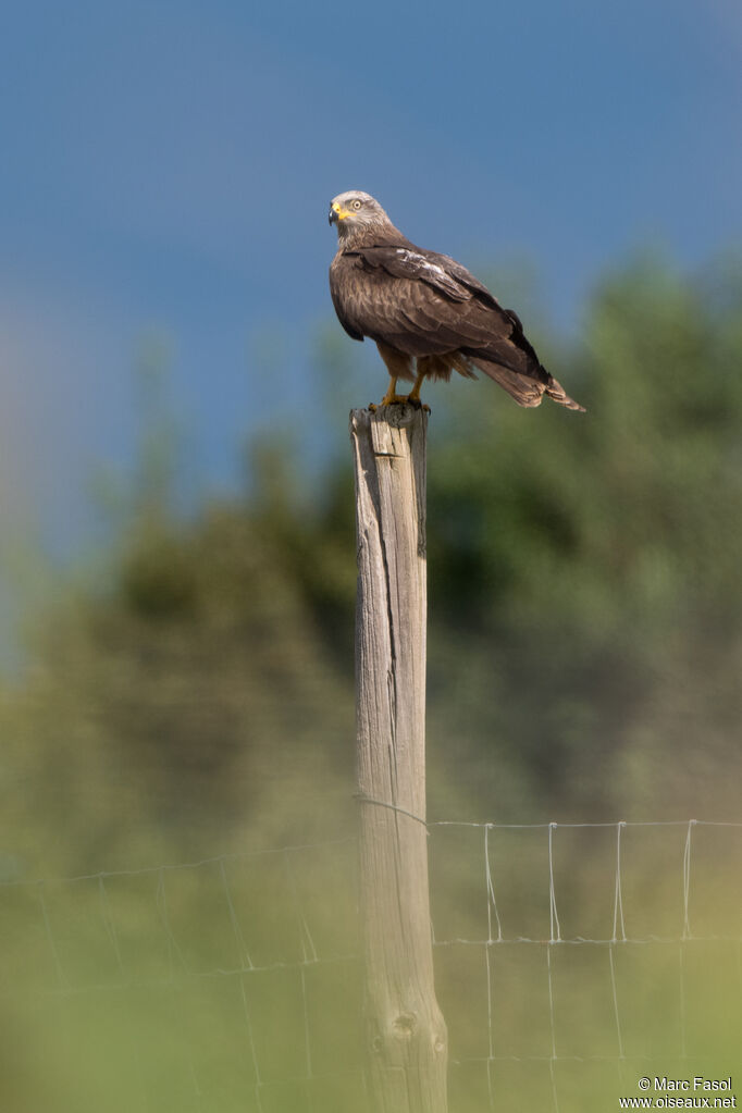 Black Kite