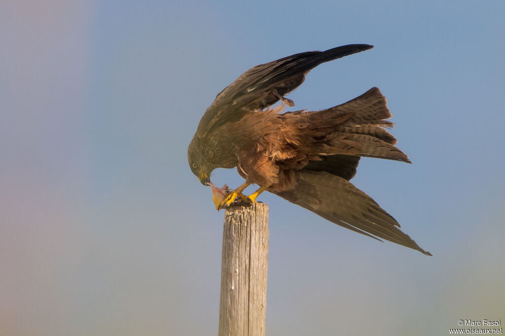 Black Kite
