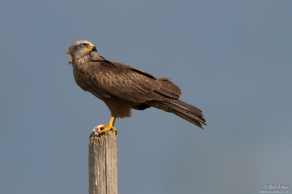 Black Kite