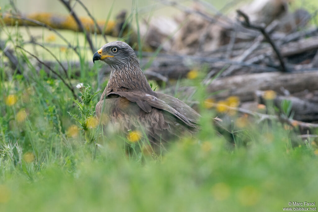 Black Kite