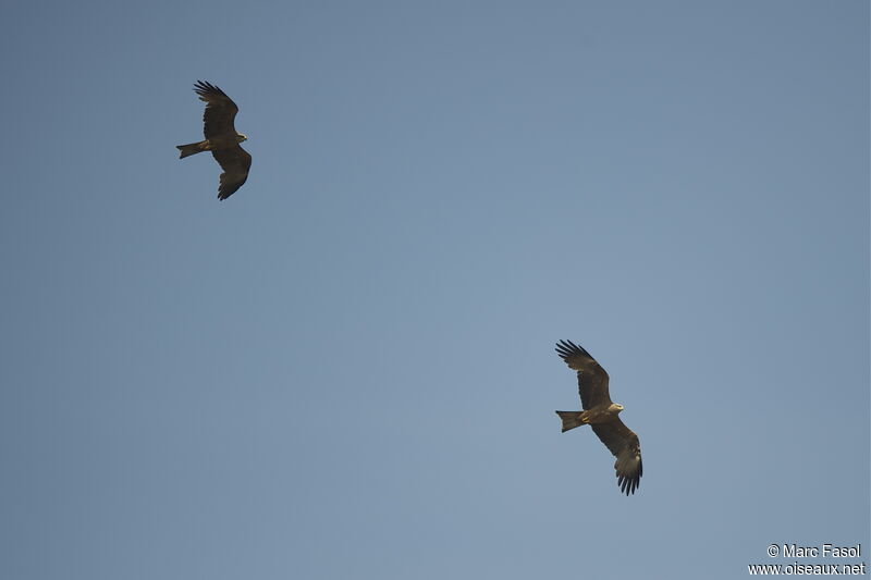 Black Kiteadult, Flight