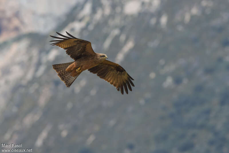 Black Kiteadult breeding, pigmentation, Flight