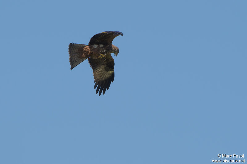 Black Kiteadult, identification, eats