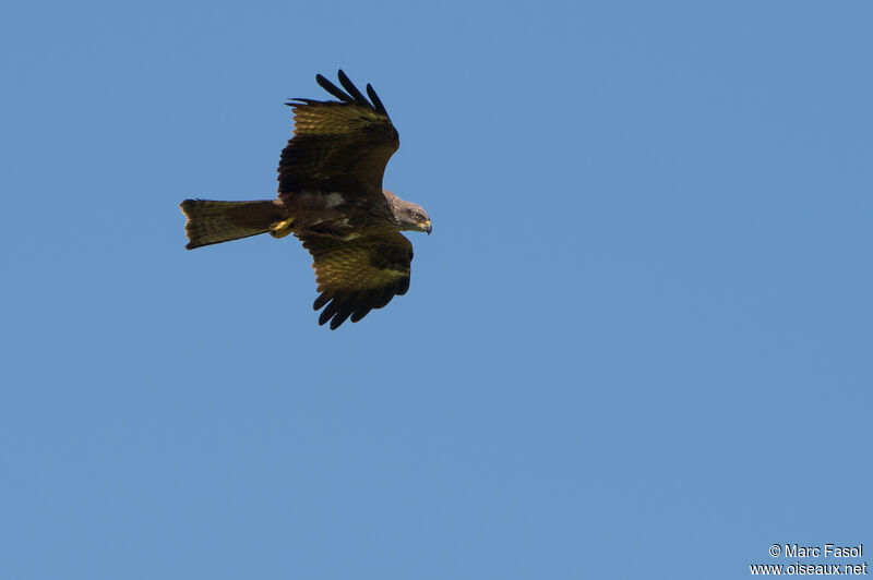 Black Kiteadult, Flight