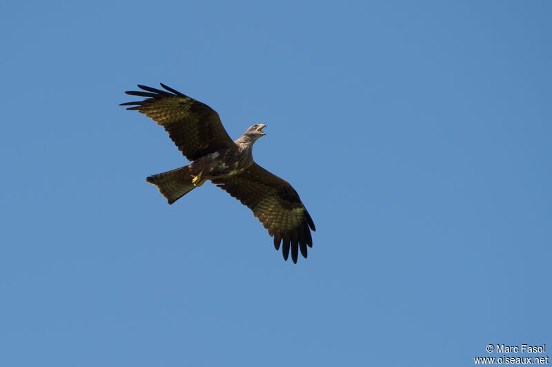 Black Kiteadult, Flight