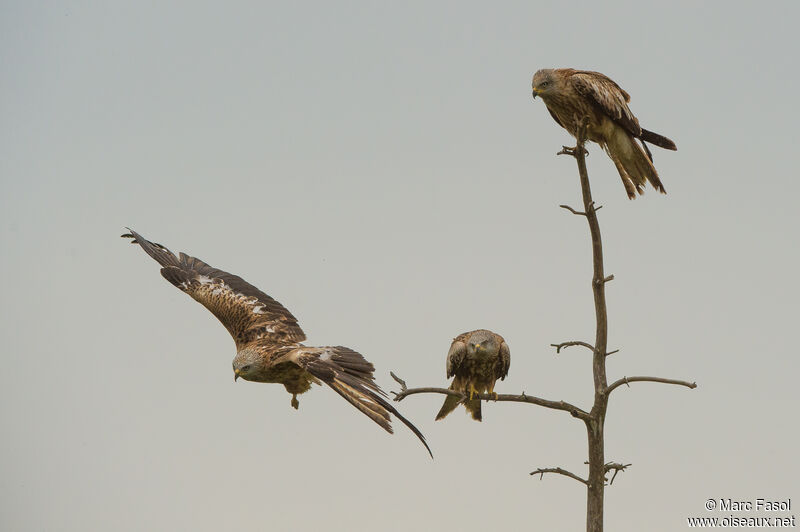 Red Kiteadult