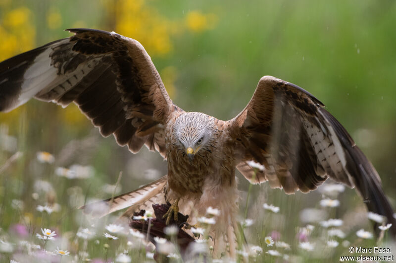 Red Kiteadult, Flight