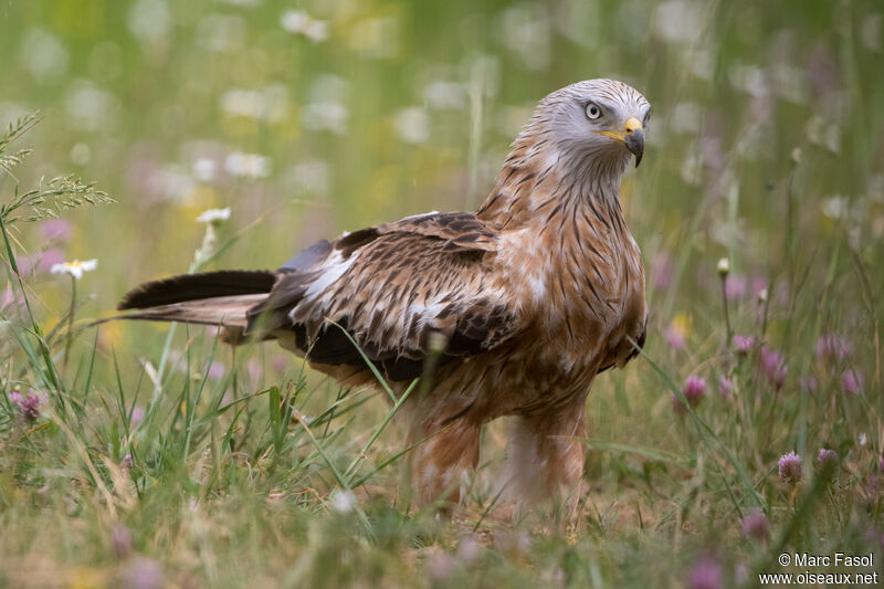 Red Kiteadult, identification