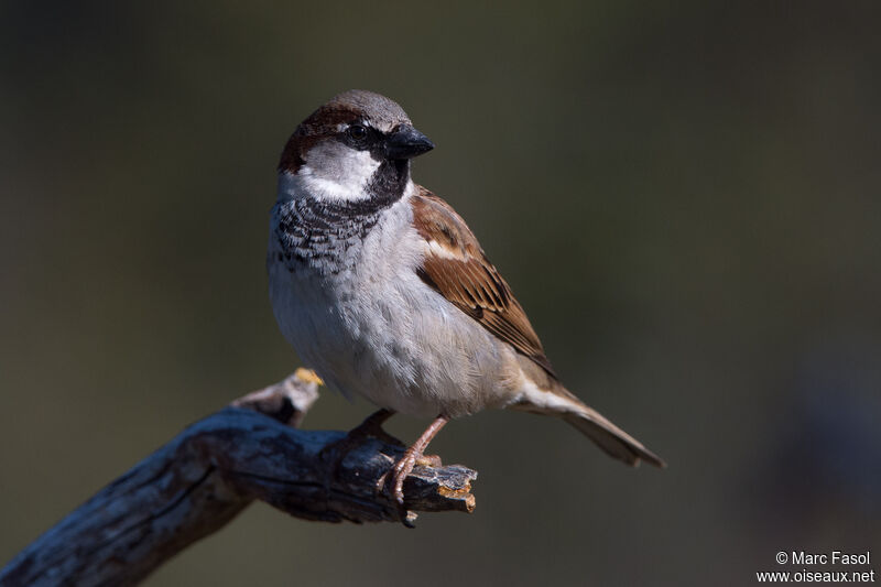 House Sparrow male adult, identification