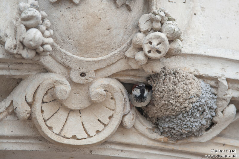 House Sparrow male adult, Reproduction-nesting