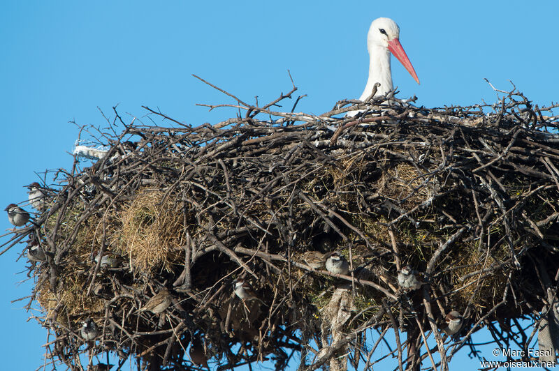 Moineau domestique, Nidification, r. coloniale