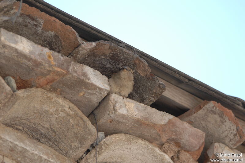 Moineau domestique femelle adulte nuptial, identification, Nidification