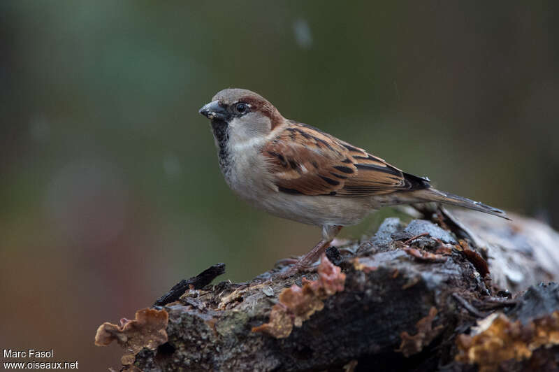 House Sparrow male adult, identification