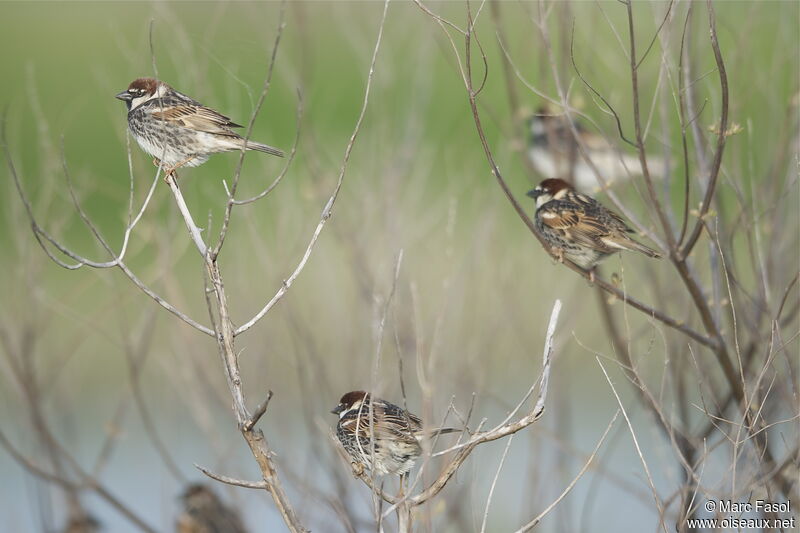 Moineau espagnol mâle adulte nuptial, identification