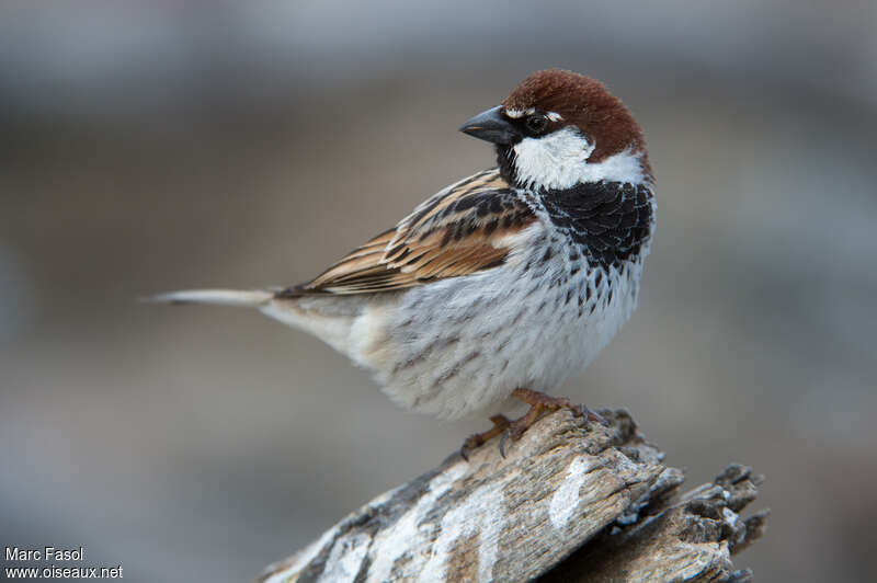 Spanish Sparrow male adult, identification