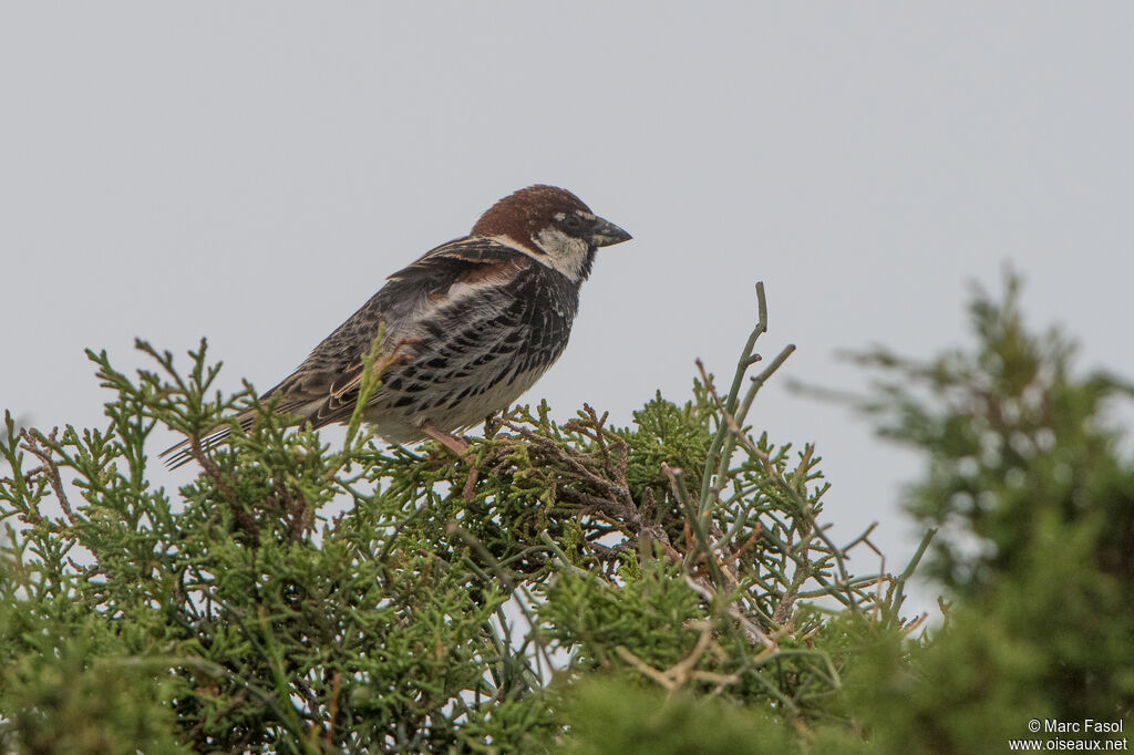 Moineau espagnol mâle adulte nuptial, identification