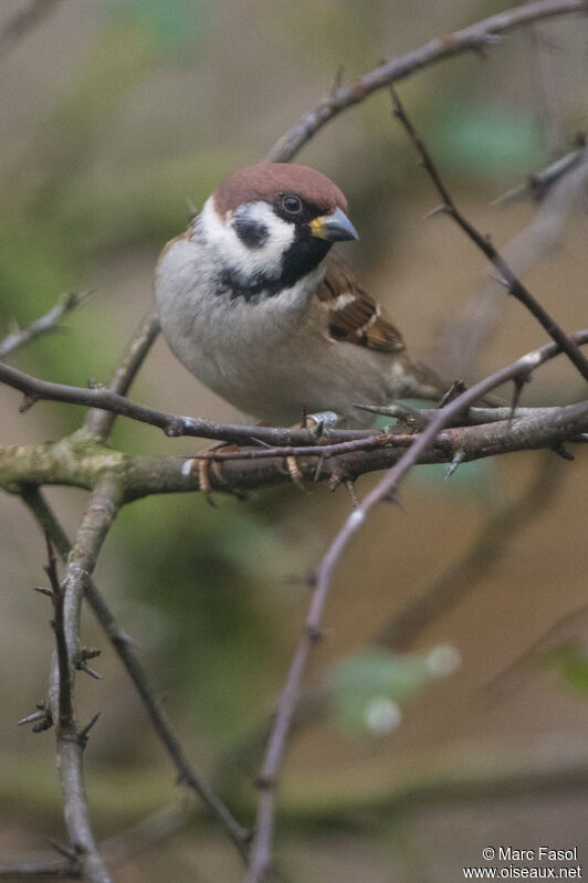 Eurasian Tree Sparrowadult