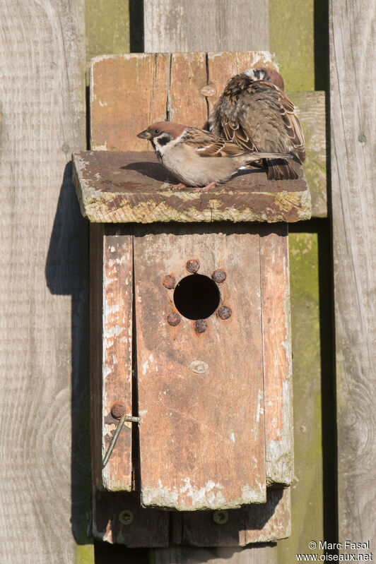 Moineau friquetadulte nuptial, Nidification