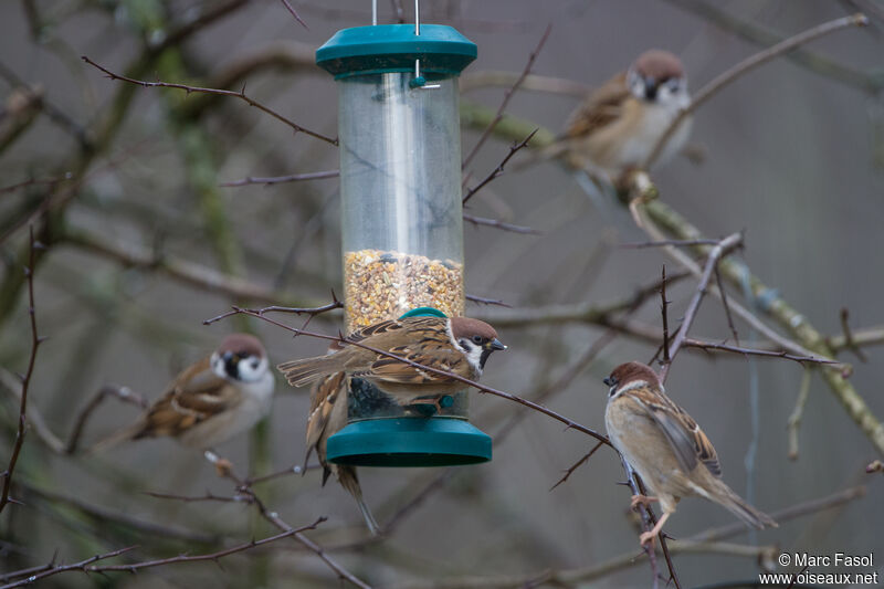 Eurasian Tree Sparrow, feeding habits, eats