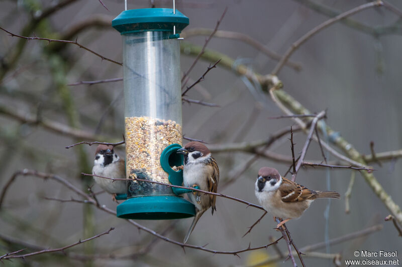 Moineau friquet, régime, mange