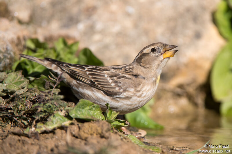 Rock Sparrowadult, identification, drinks