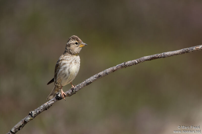 Moineau soulcieadulte, identification