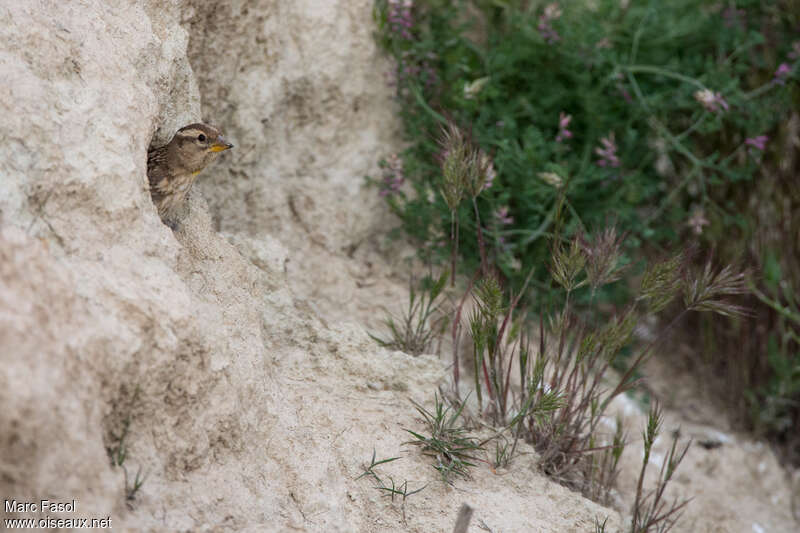 Moineau soulcieadulte, habitat, Nidification