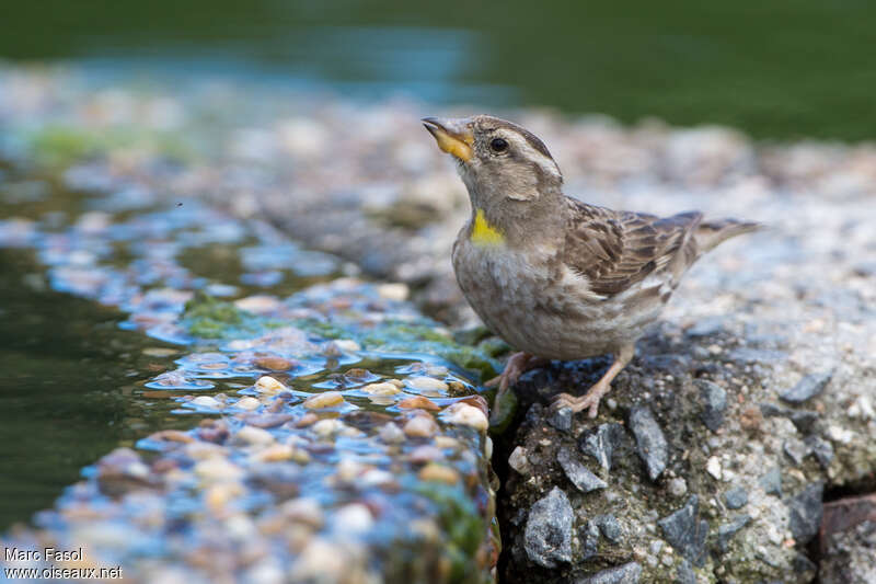 Moineau soulcieadulte, boit