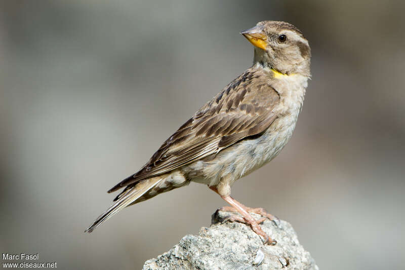 Rock Sparrowadult, identification