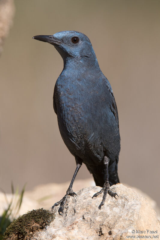 Blue Rock Thrush male adult, identification