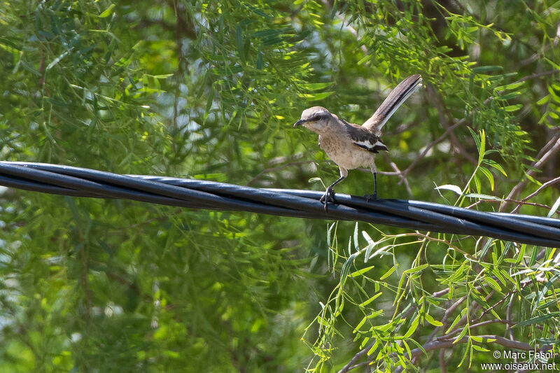 Moqueur à ailes blanchesadulte, identification