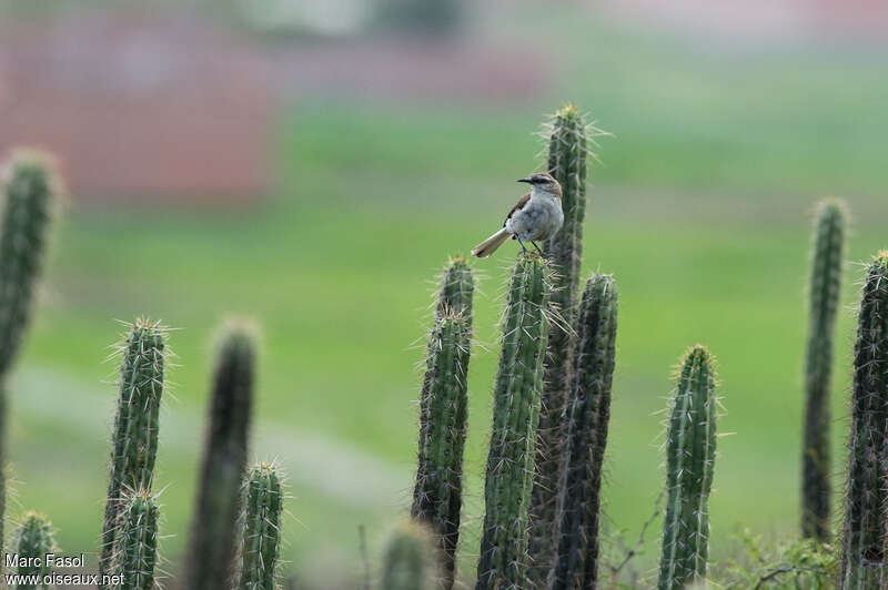 Brown-backed Mockingbirdadult, habitat