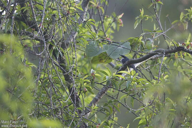 Blue-and-white Mockingbirdadult breeding, habitat