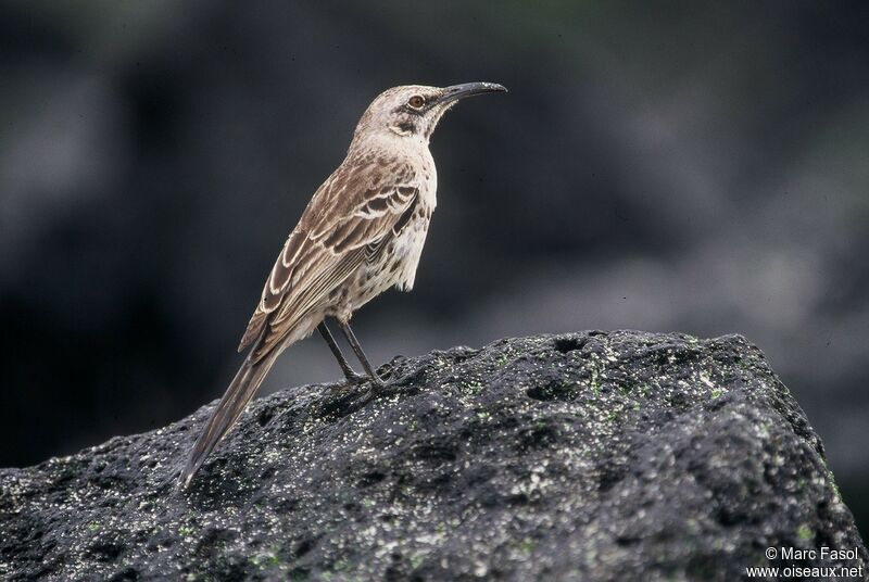 Espanola Mockingbirdadult, identification