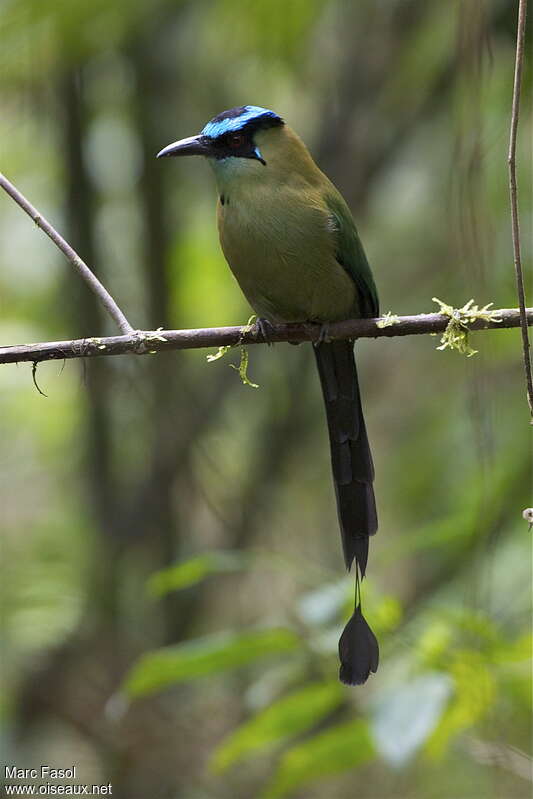 Andean Motmotadult, close-up portrait