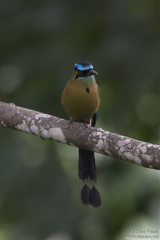 Motmot de Lessonadulte