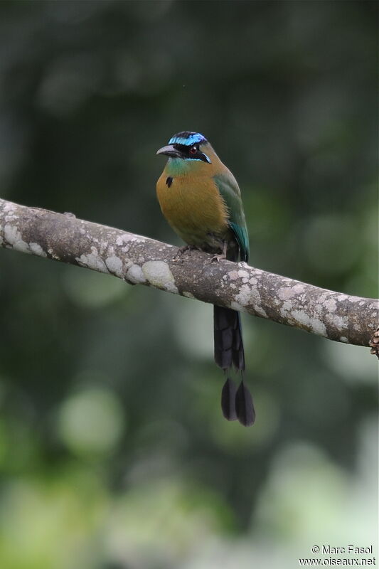 Motmot de Lessonadulte, composition