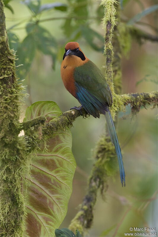 Rufous Motmotadult, identification