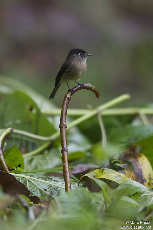 Black-capped Flycatcheradult, identification