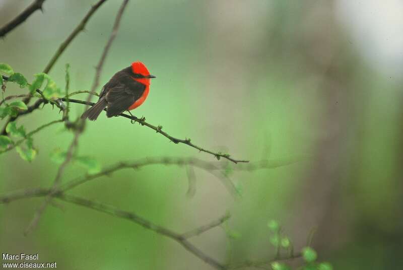 Darwin's Flycatcher male adult breeding, identification