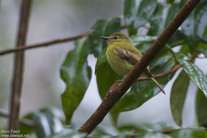 Flavescent Flycatcheradult, identification