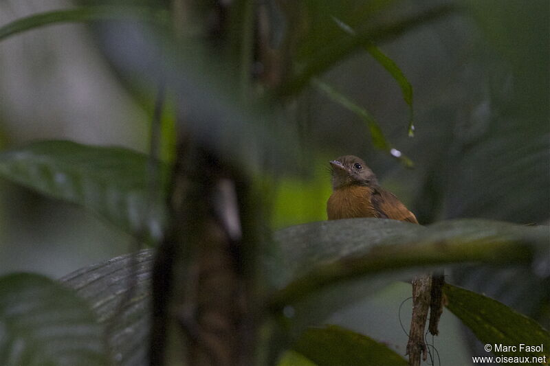 Ruddy-tailed Flycatcheradult, identification