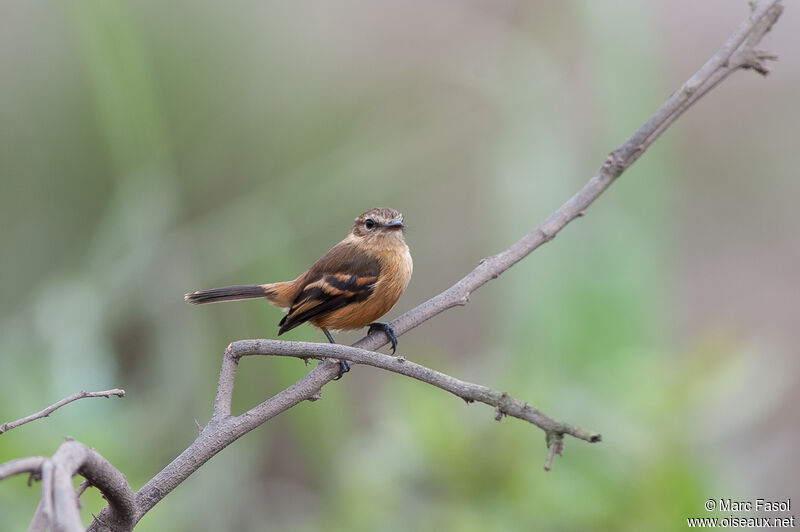 Moucherolle rufescentadulte, identification