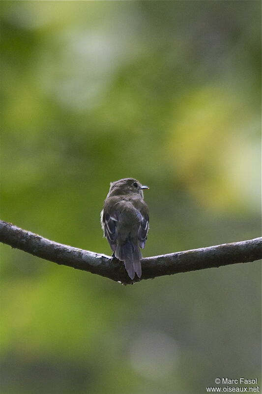 Least Flycatcheradult, identification