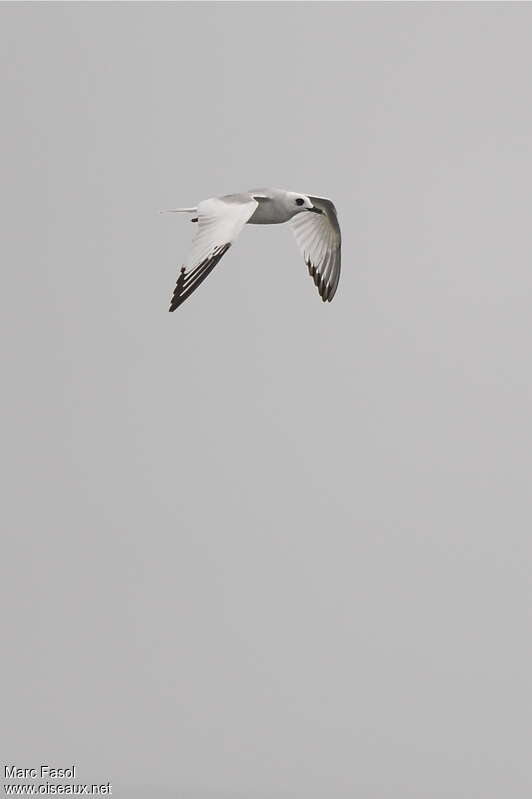 Mouette à queue fourchueadulte internuptial, identification