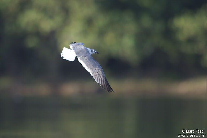 Laughing Gulladult, Flight