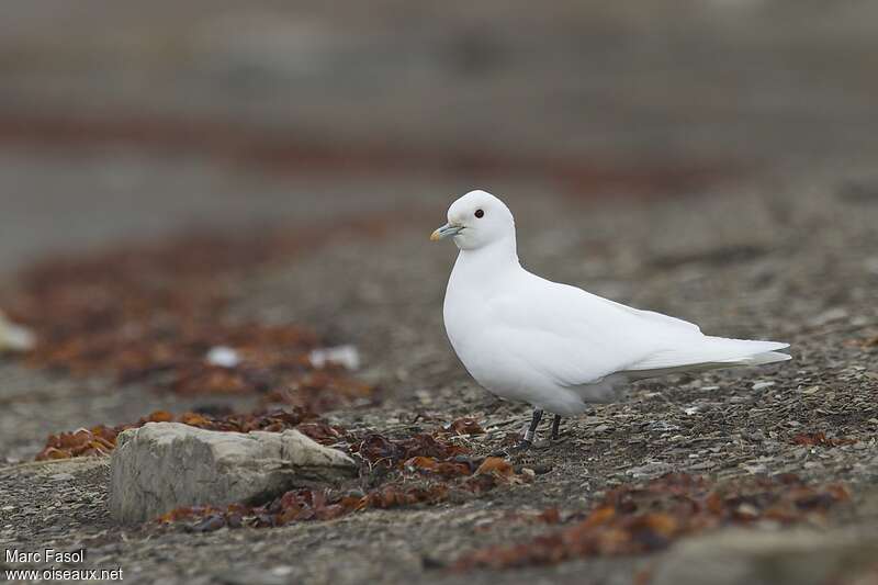 Mouette blancheadulte nuptial, identification