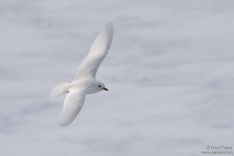 Mouette blancheadulte, Vol