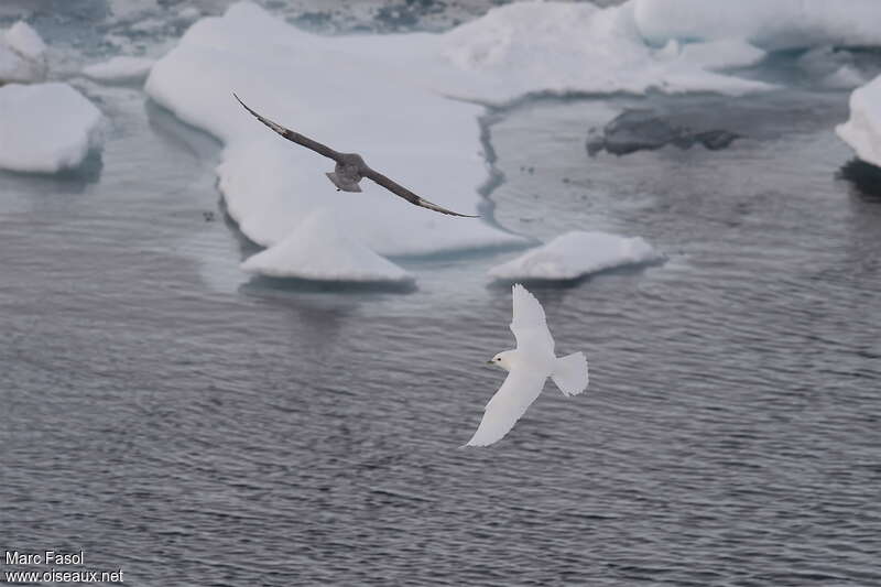 Ivory Gulladult breeding, pigmentation, Flight